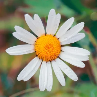 Camomille