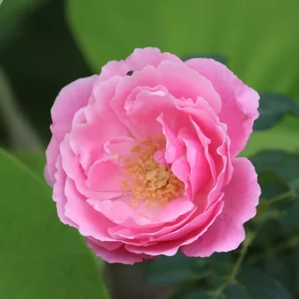 Rosa de Damasco